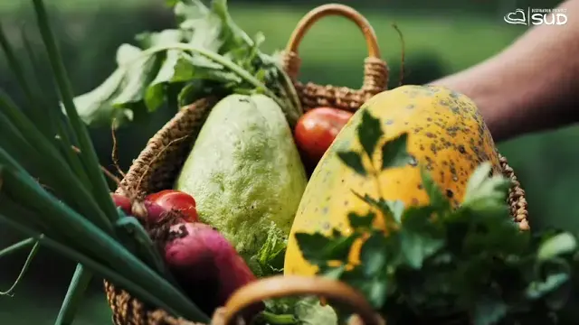 gîte le panoramique - hébergement en chalets indépendants à dumbéa