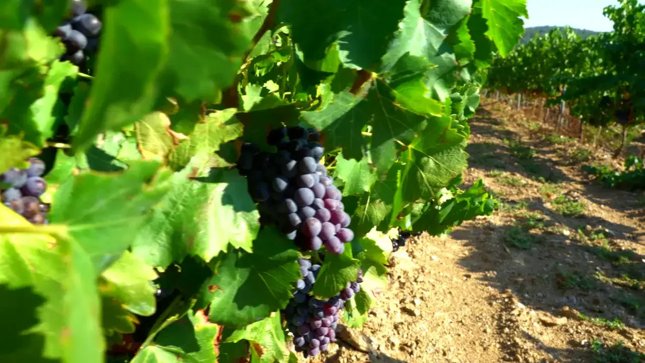Les vendanges à Grimaud, Provence