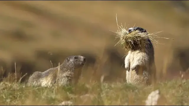 restauration du sentier col du bonhomme.