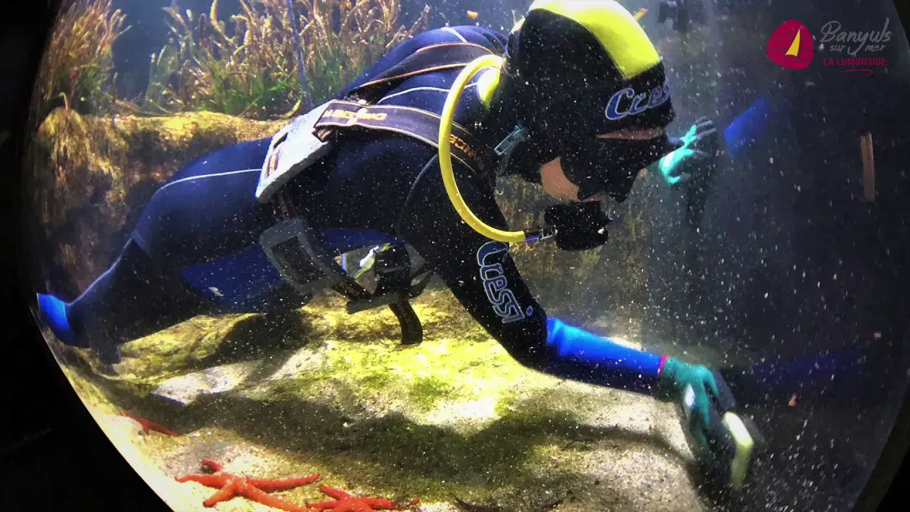 Aquarium du Biodiversarium de Banyuls-sur-Mer