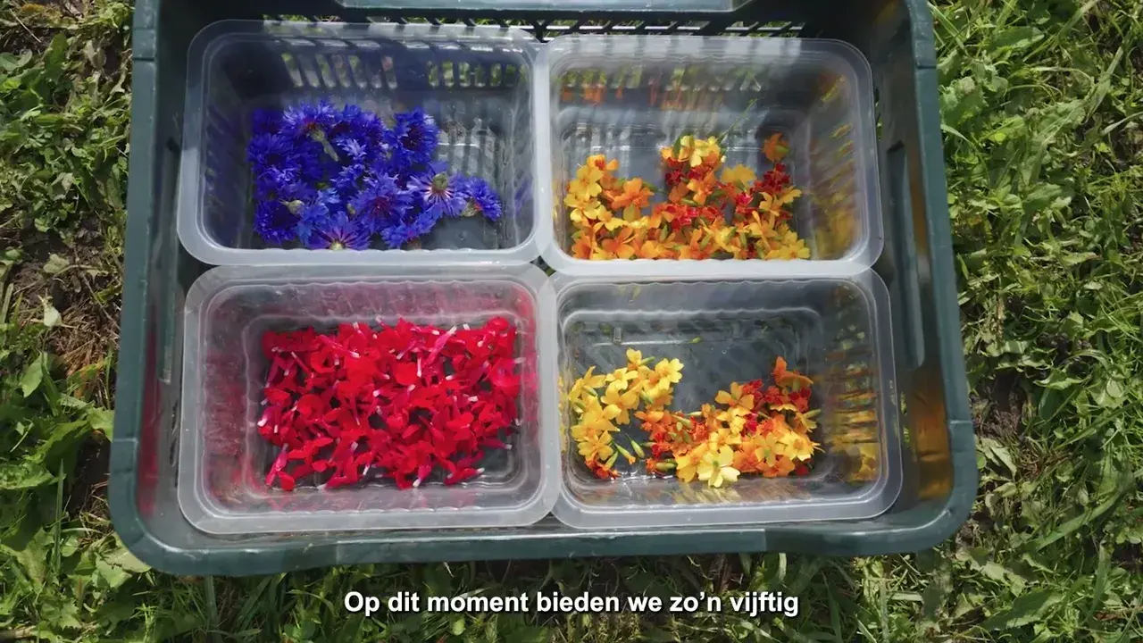 Cassel : La Casseline