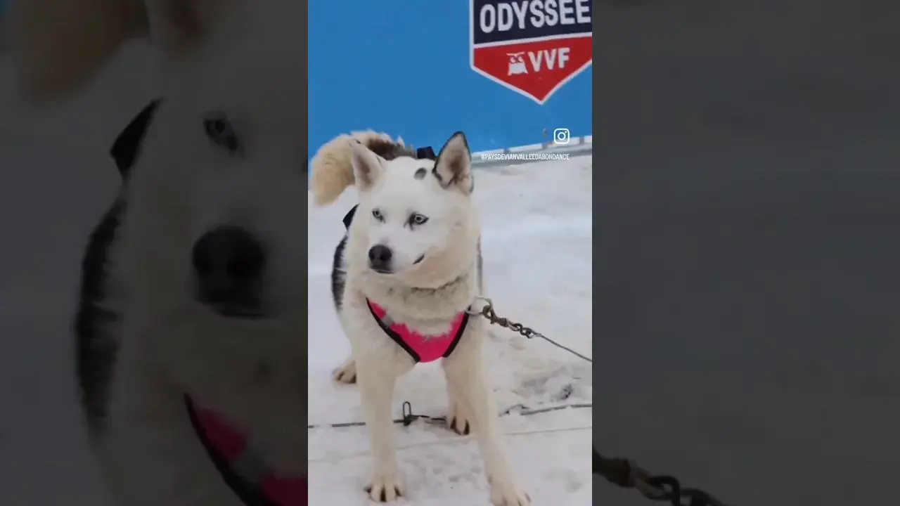 La Grande Odyssée VVF 2023