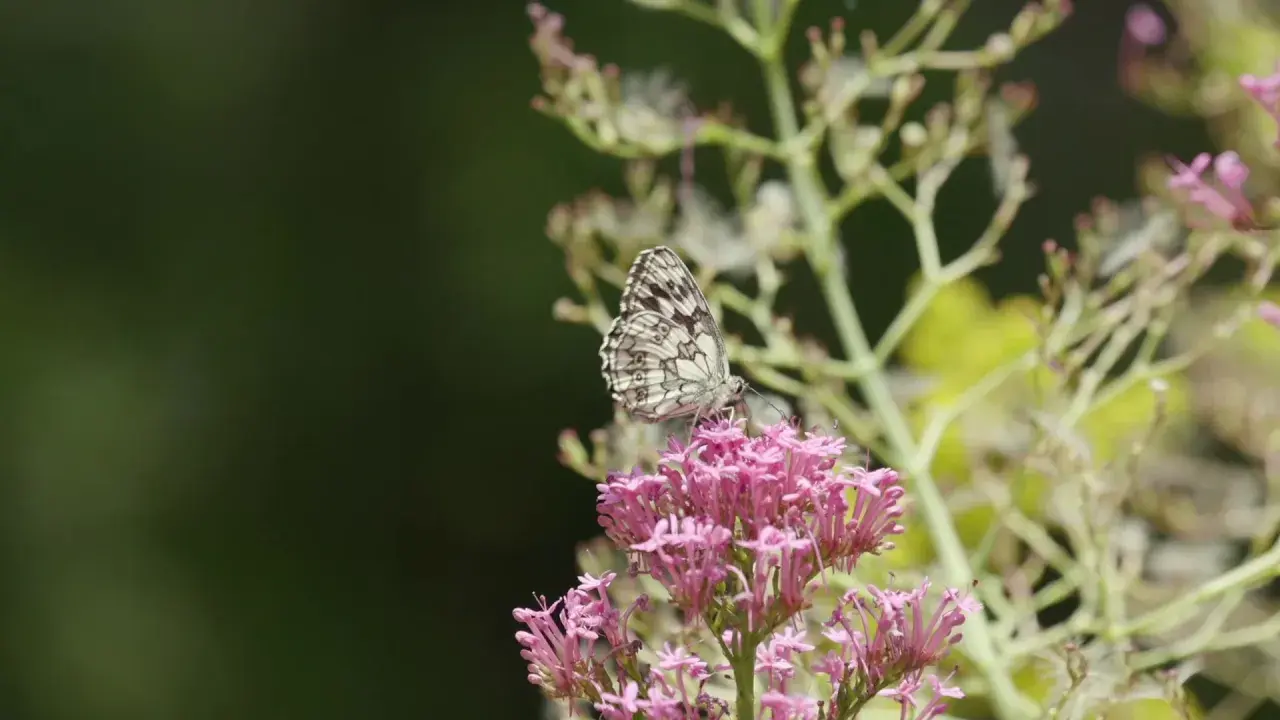 présentation du jardin