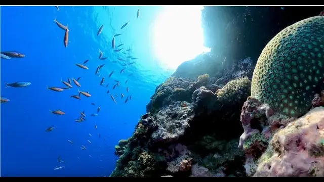 D'Entrecasteaux : plongeon en apnée au cœur des récifs sauvages