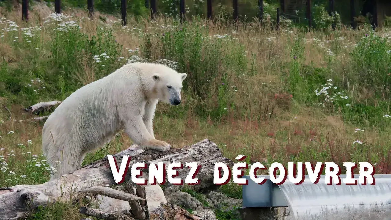 Les ours polaires au parc zoologique CERZA