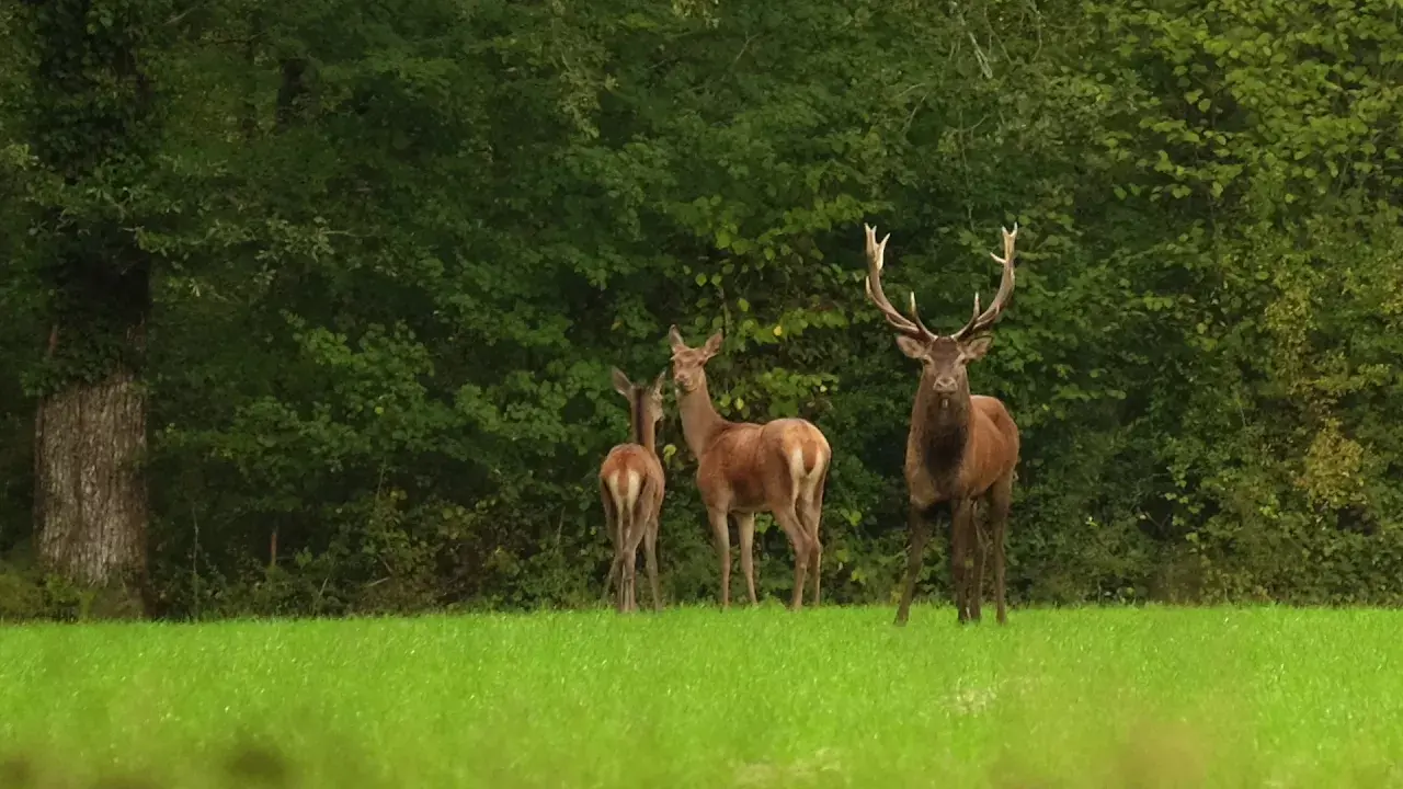 Le brame du cerf- Loches Touraine Châteaux de la Loire