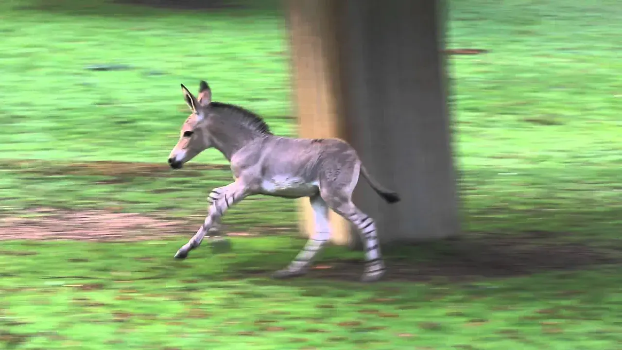 Les Clins d'Œil de Beauval : cavalcade automnale chez les ânes de Somalie
