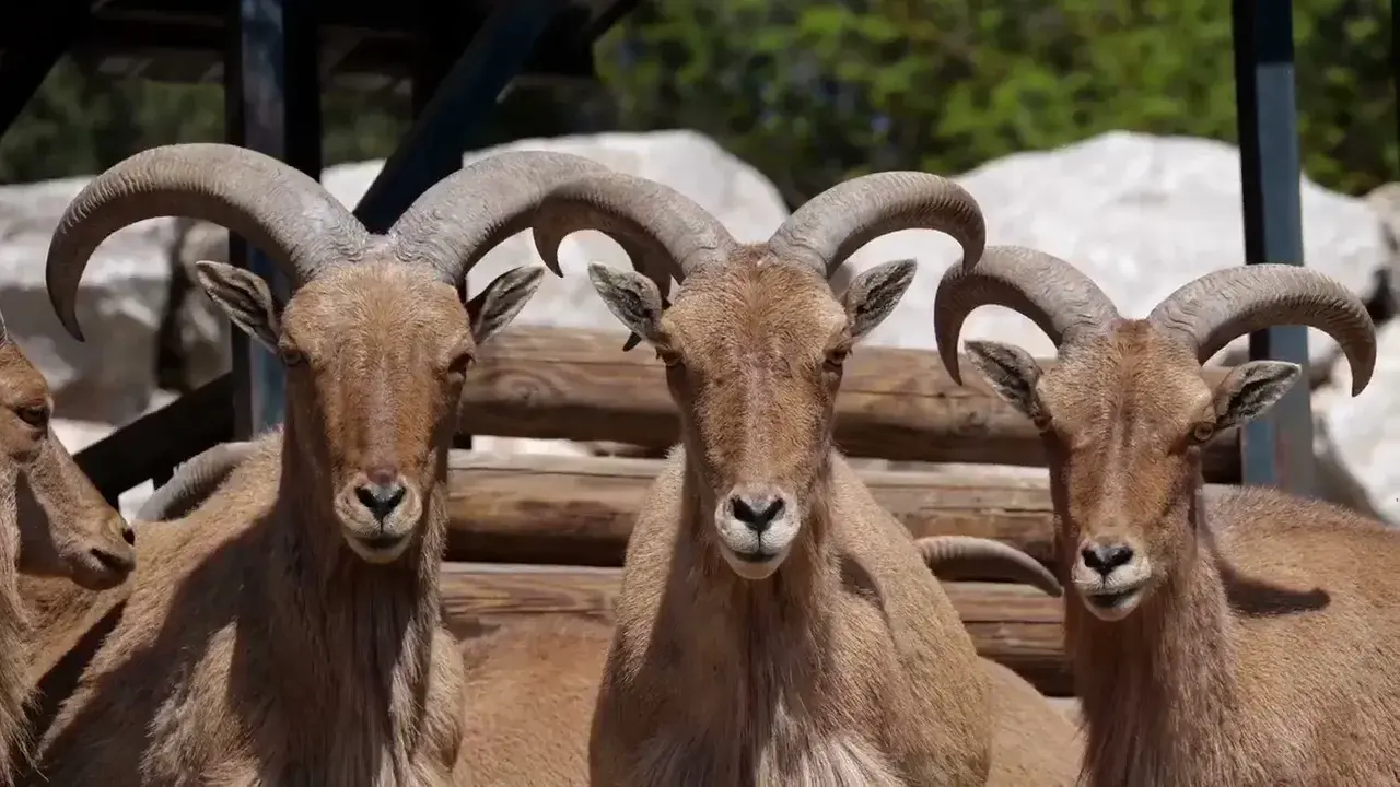 Zoo de la barben