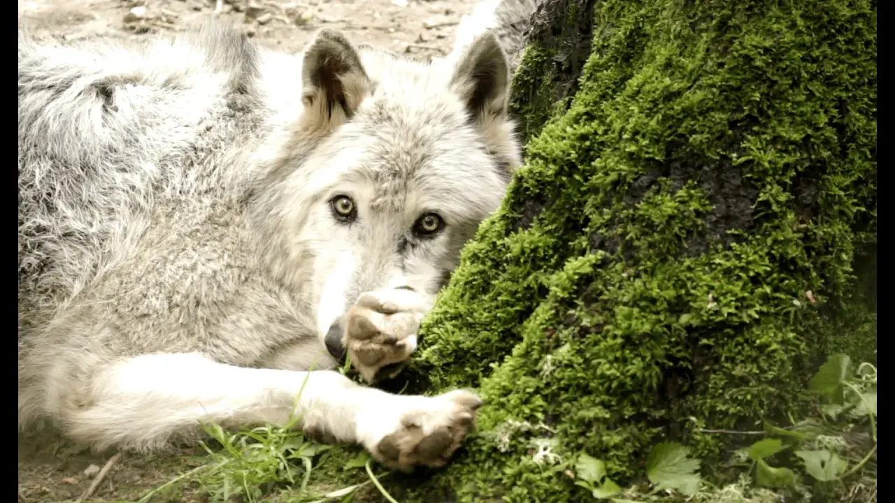 vidéo maison des loups