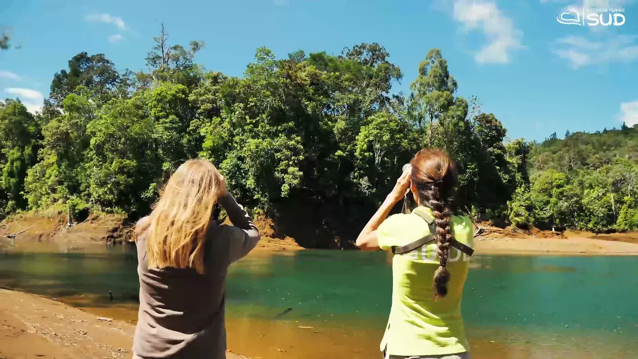 caledonia birds - observation des oiseaux, bird-watching, dans le grand sud de la nouvelle-calédonie