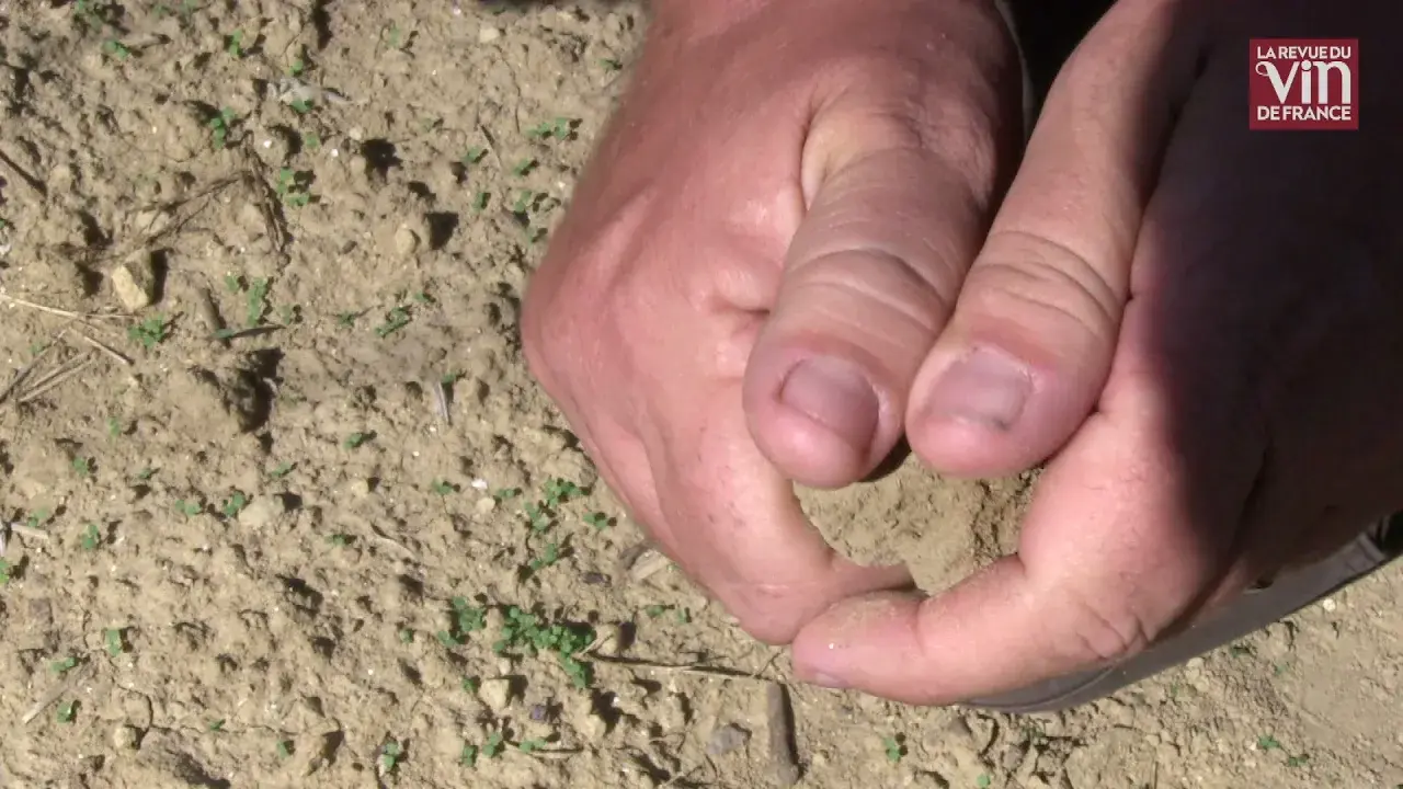 vignes des vins de bandol