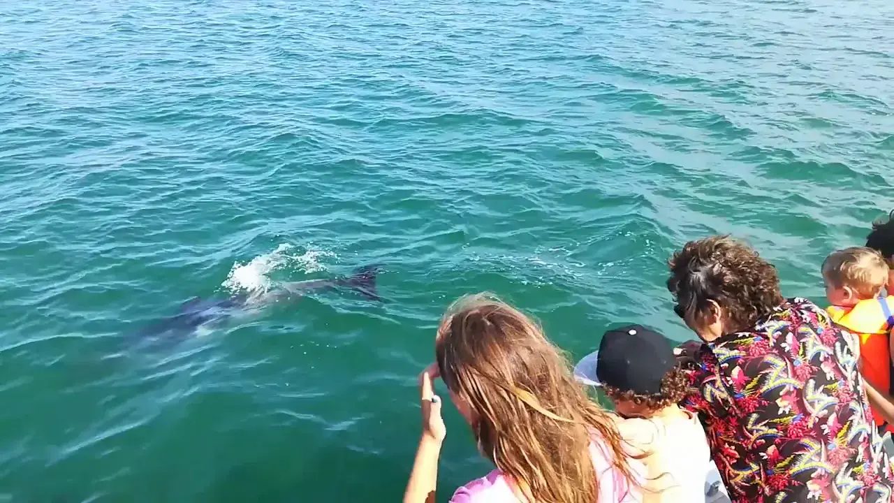 dream'on catamaran - rencontre avec les dauphins !!!