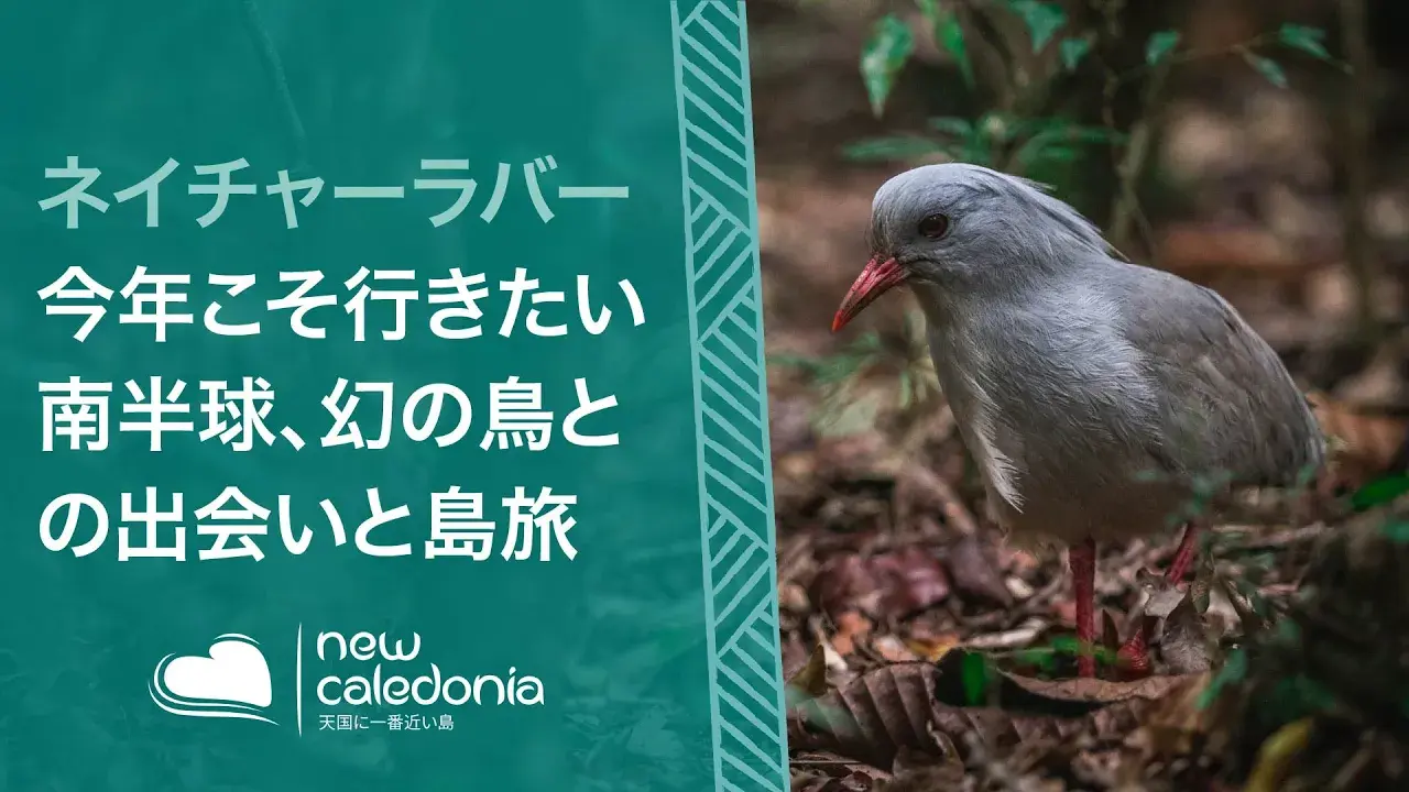 人間に最も近い鳥カグー : 南半球の楽園、ニューカレドニアの旅。知恵と愛が育むメラネシアの自然と不思議