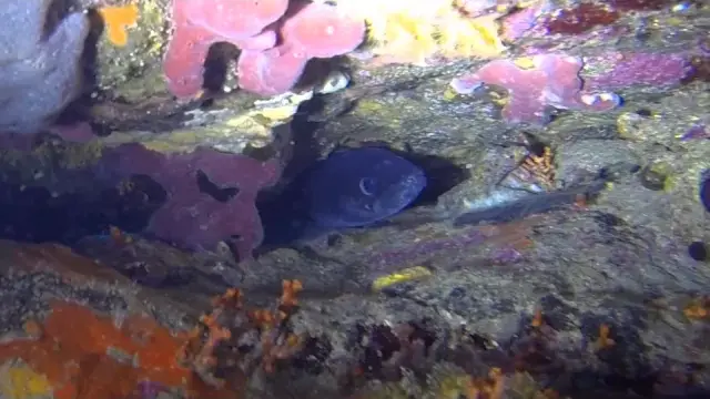 le sec du gendarme par cyana plongée