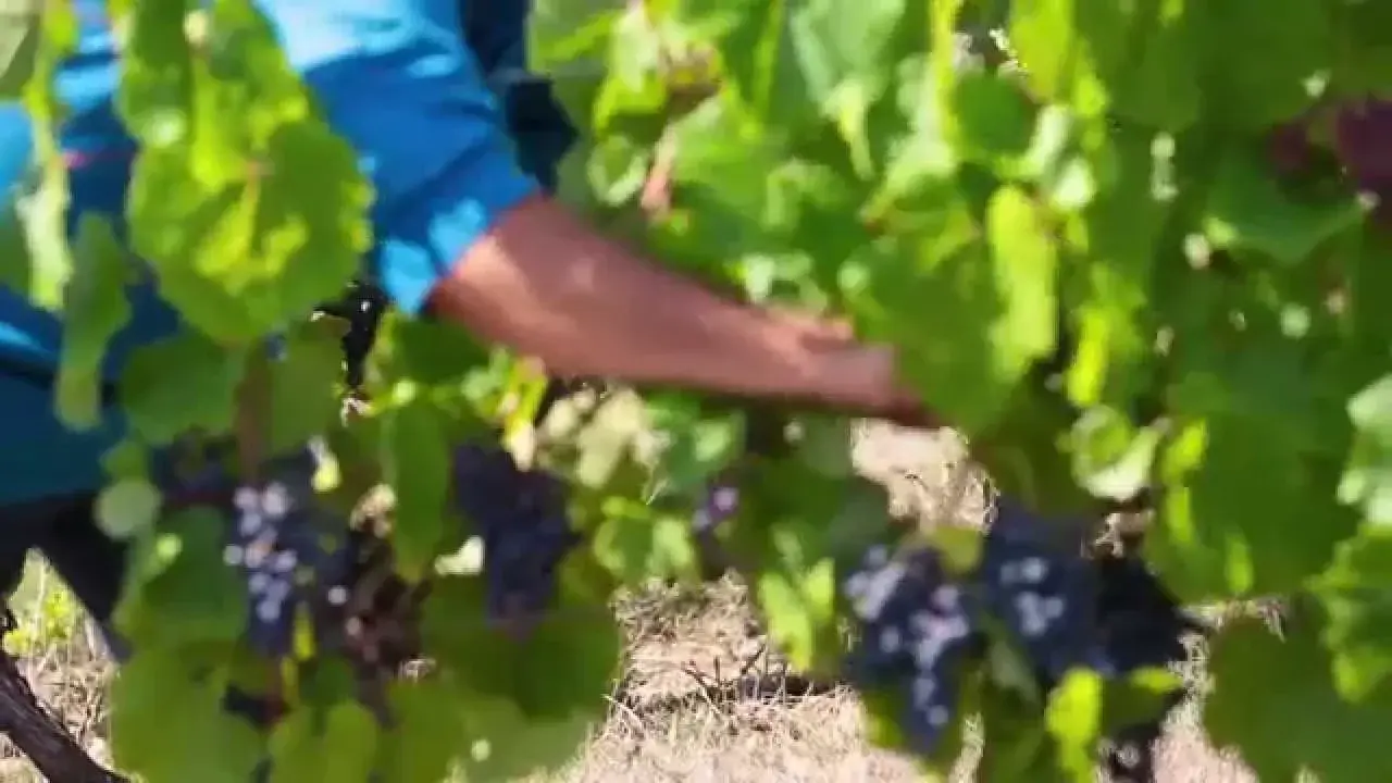 Rencontre avec les vignerons du Lot