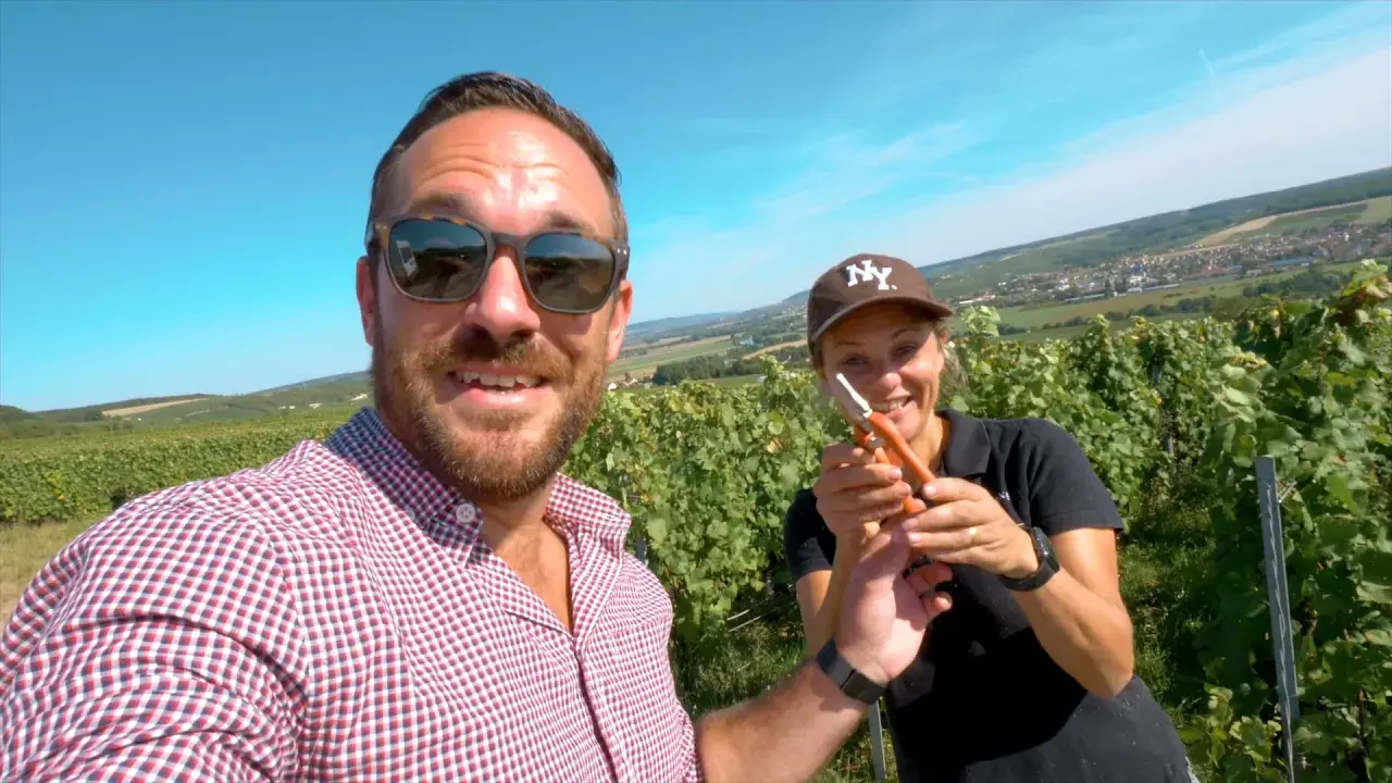 Vendangeur d'un jour en Champagne