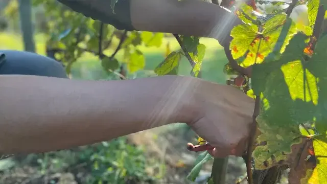 Participer aux vendanges dans un domaine viticole bourguignon