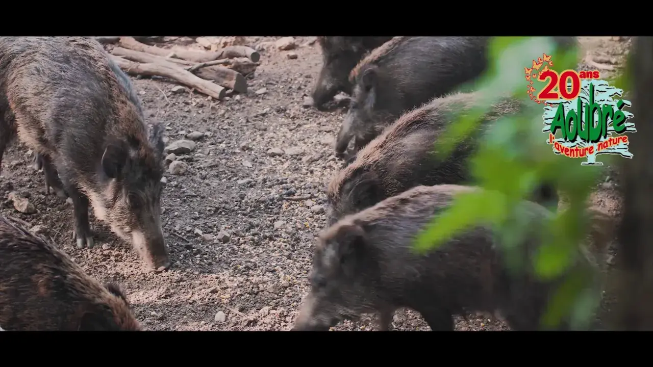 aoubré osez l'aventure en forêt