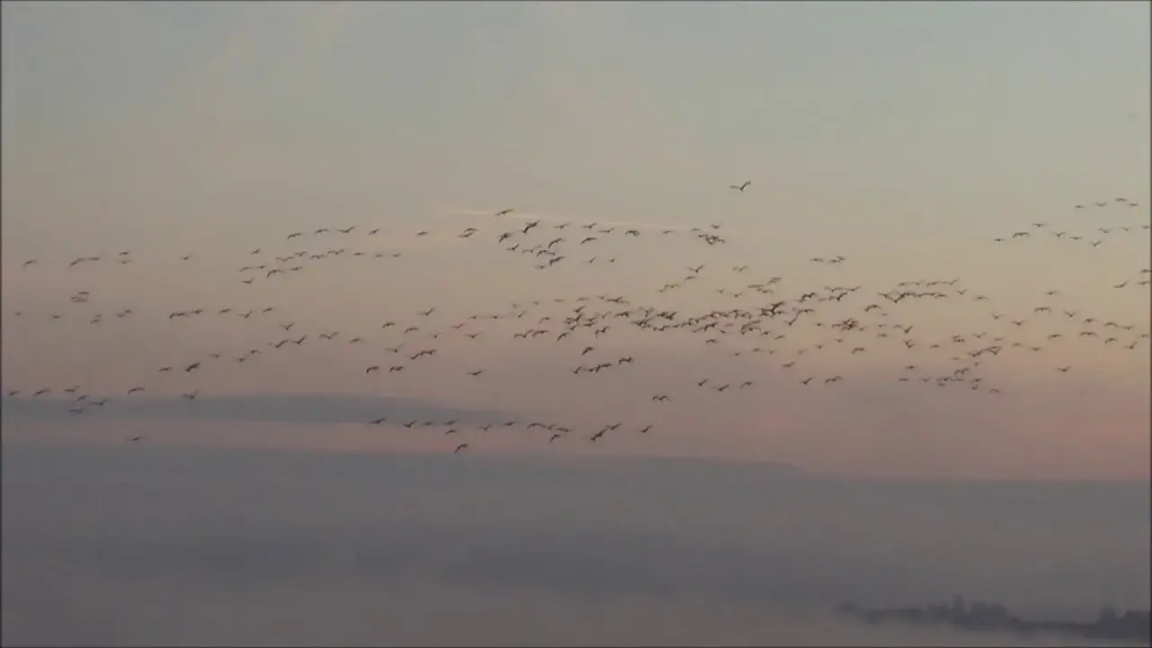 Grues cendrées avec Antoine Cubaixo Guide ornithologue
