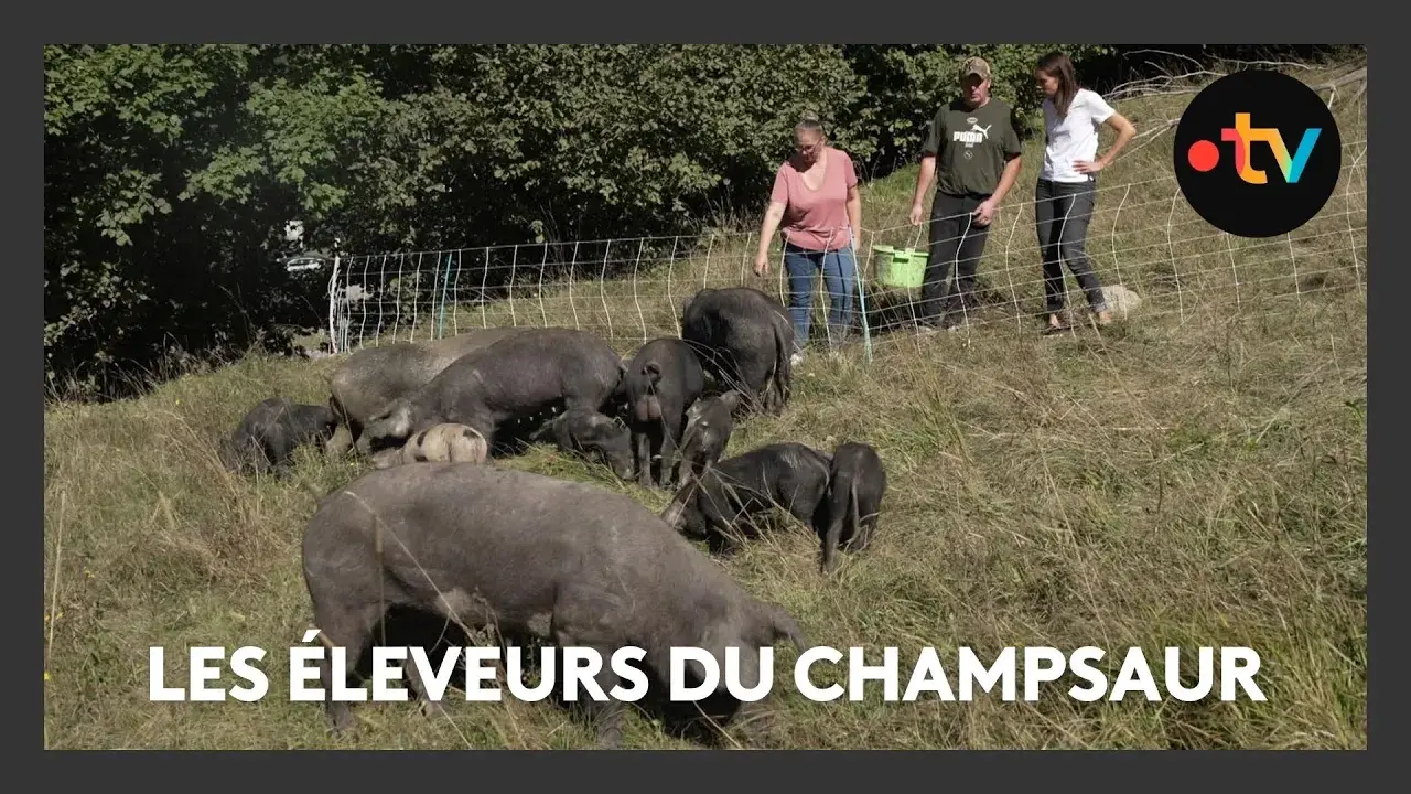 Le Champsaur, une terre d'élevage en plein air