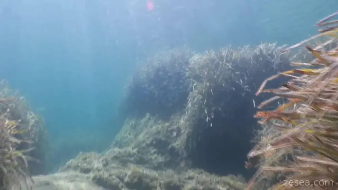 la plage de la madrague en images qui bougent
