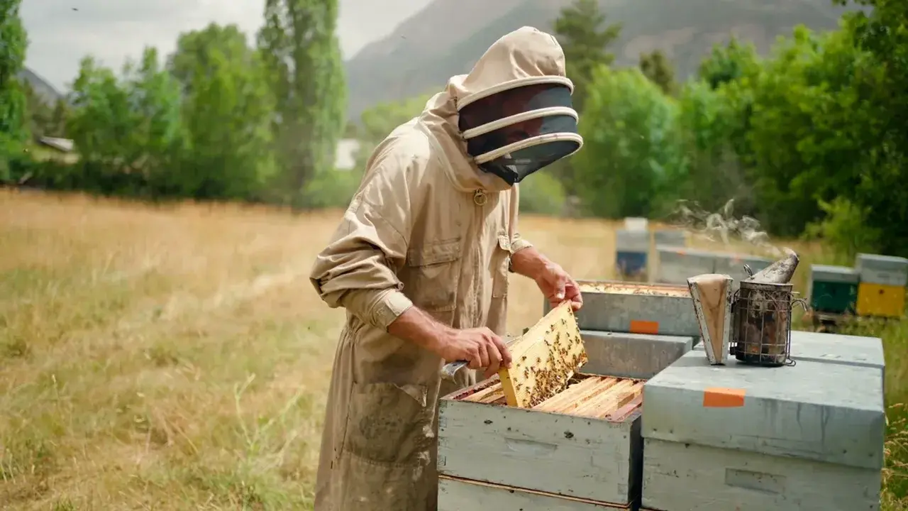 Portrait de Sébastien Favaro :  apiculteur dans la Vallée de l'Ubaye