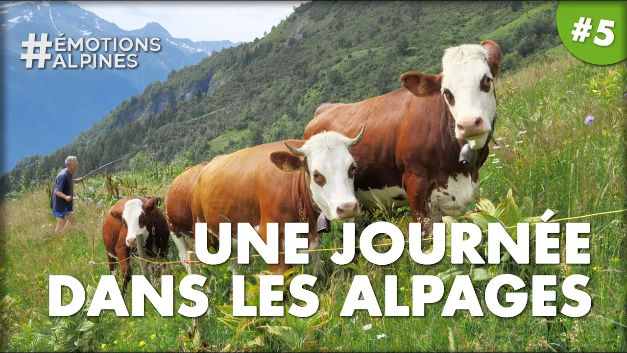 Une journée dans une ferme d'alpage de Saint-Gervais Mont-Blanc !