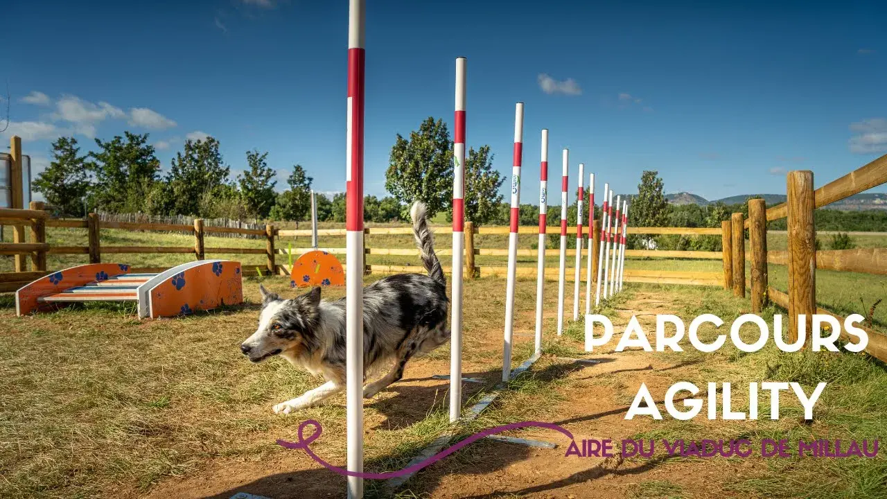 Parcours agility sur l'Aire du Viaduc de Millau