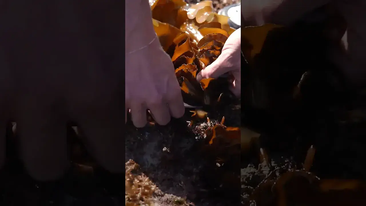 Expérience Bretonne - Cueillette et dégustation d'algues