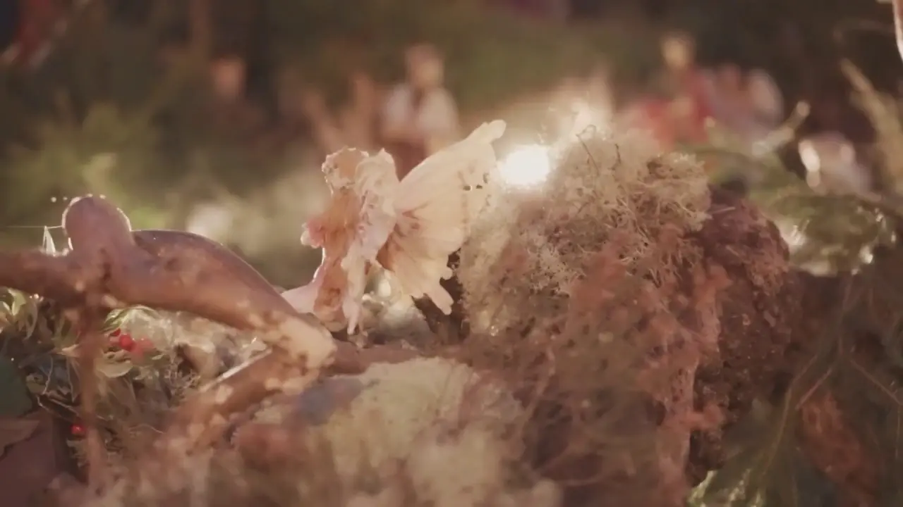 Illuminations de Noël à Rochefort-en-Terre