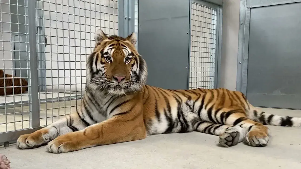 🔴 Le tigre Kaïro est arrivé au refuge de l'Arche !