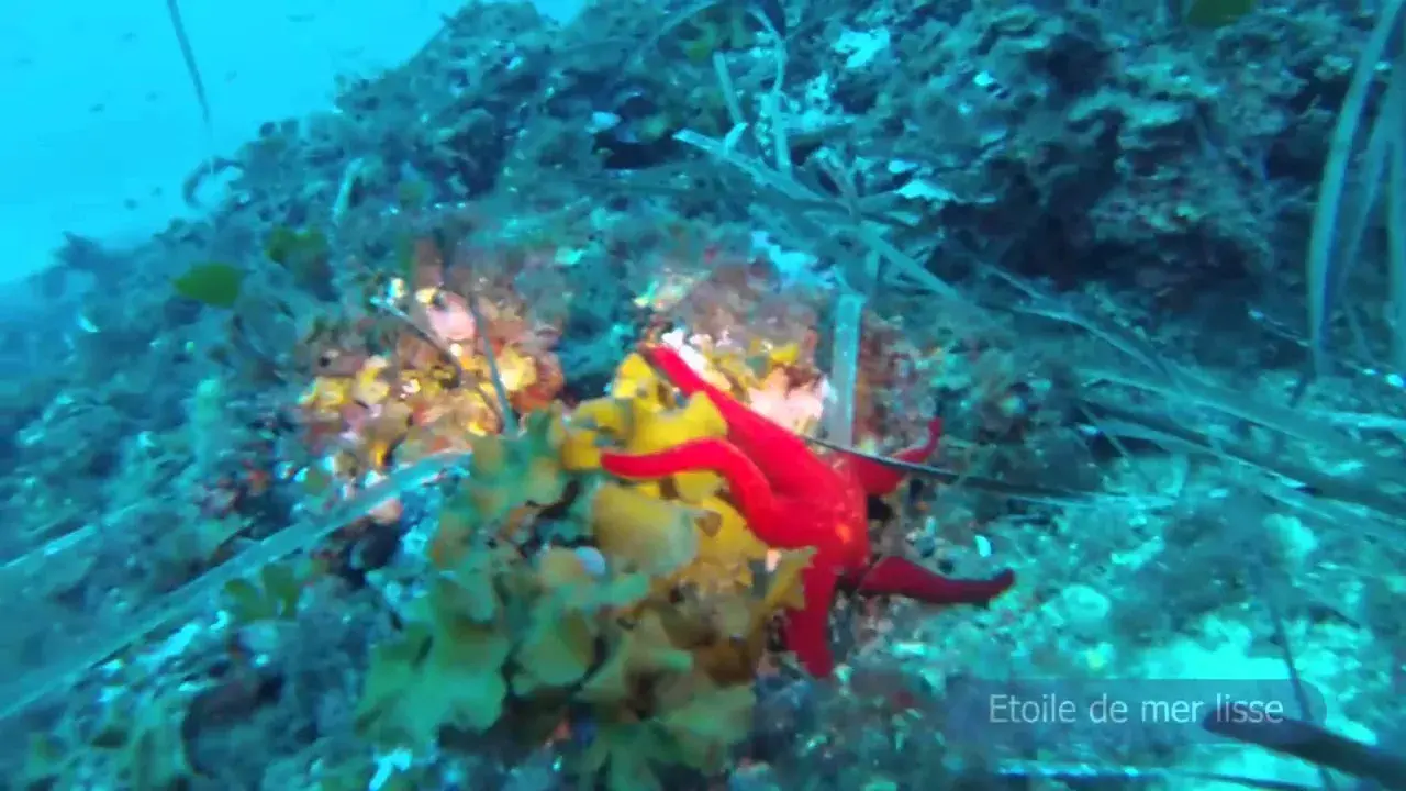 immersion au sec des carrières à porquerolles