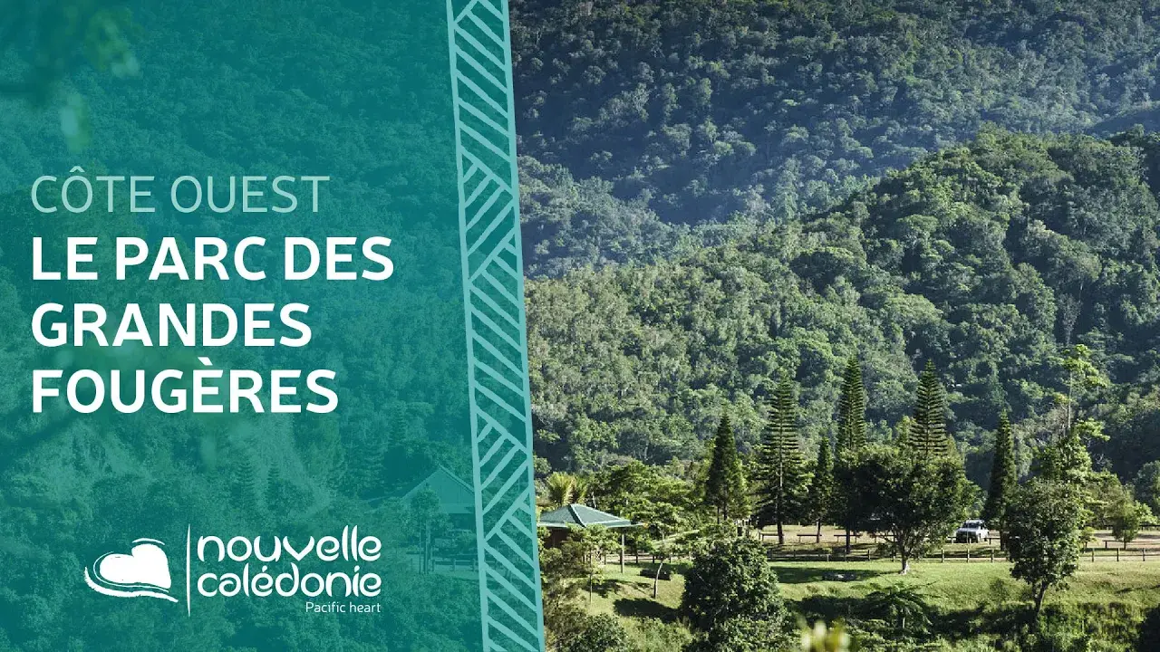 Le parc des Grandes Fougères de Nouvelle-Calédonie