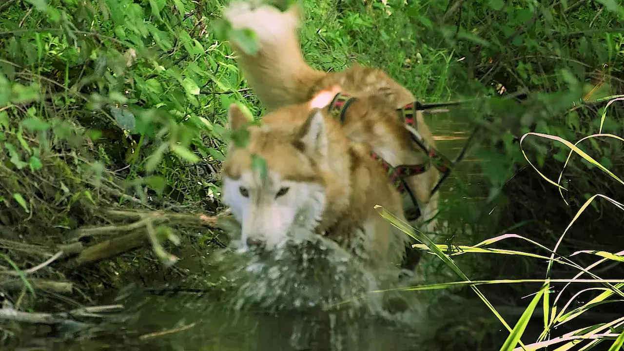 Teaser Husk'in Creuse