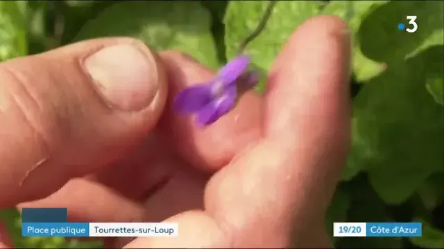 Violettes tourrettes sur loup