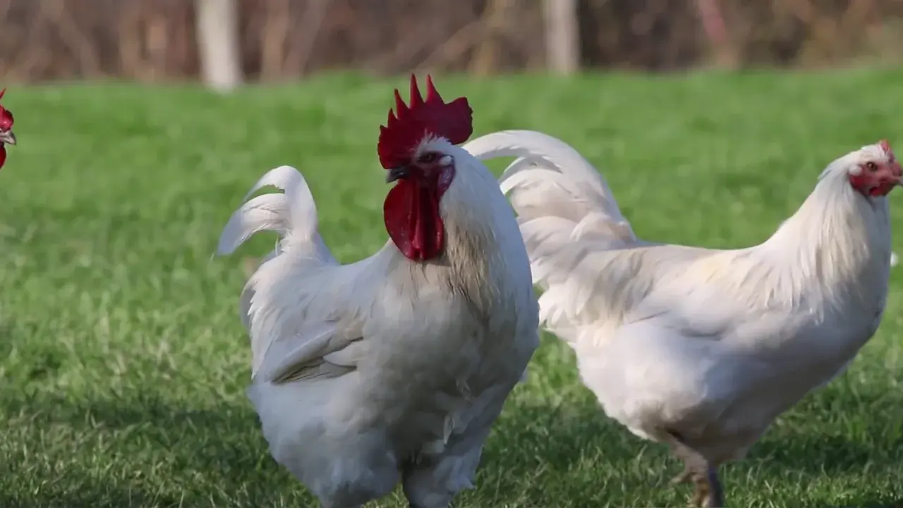 Élevage Volaille de Bresse