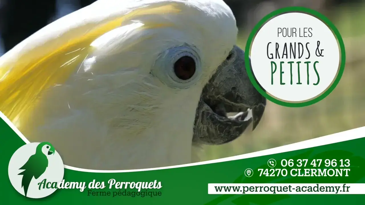 academy des perroquets