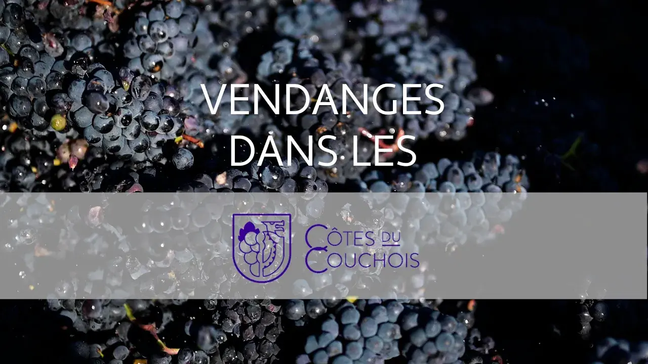 Les vendanges dans le Couchois #INSTANTAUTUN