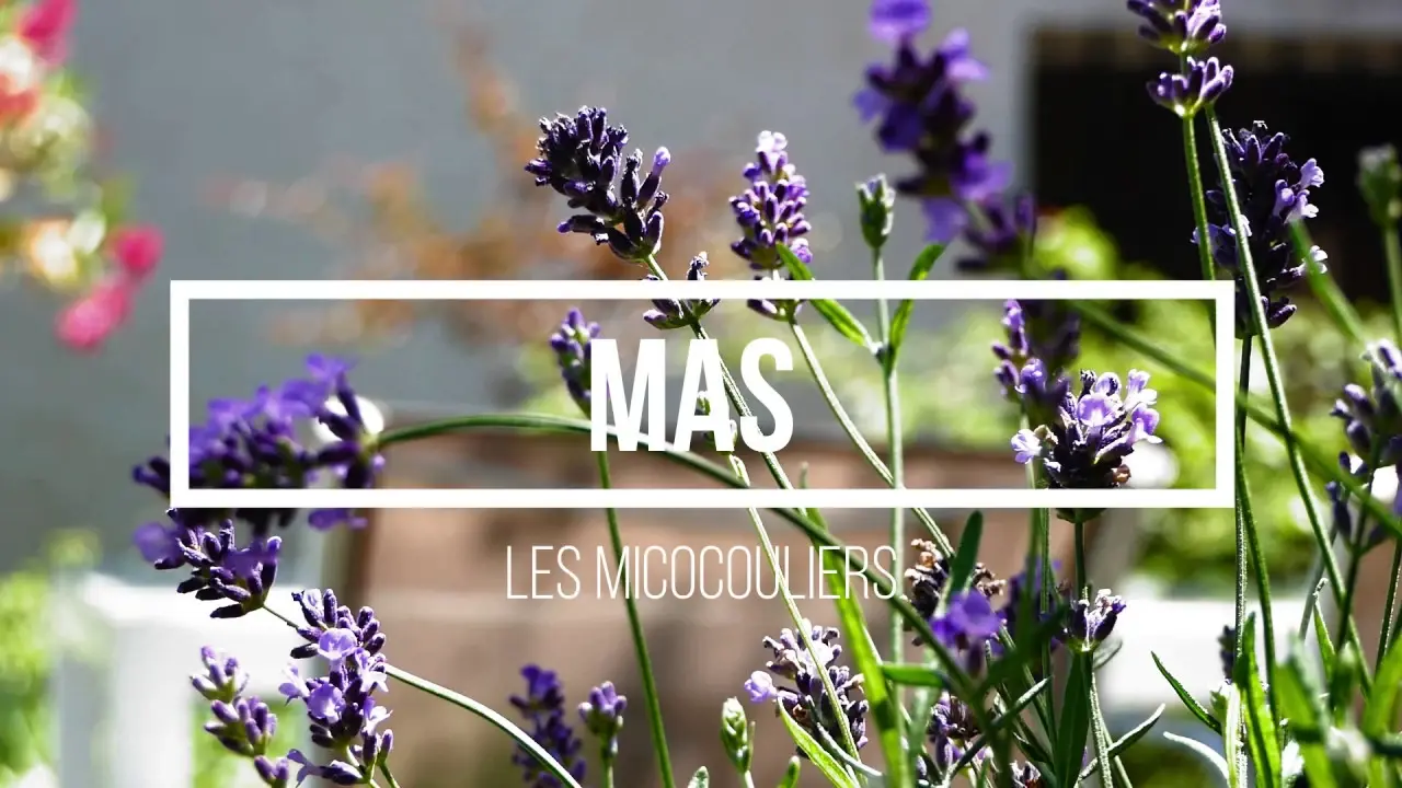mas les micocouliers