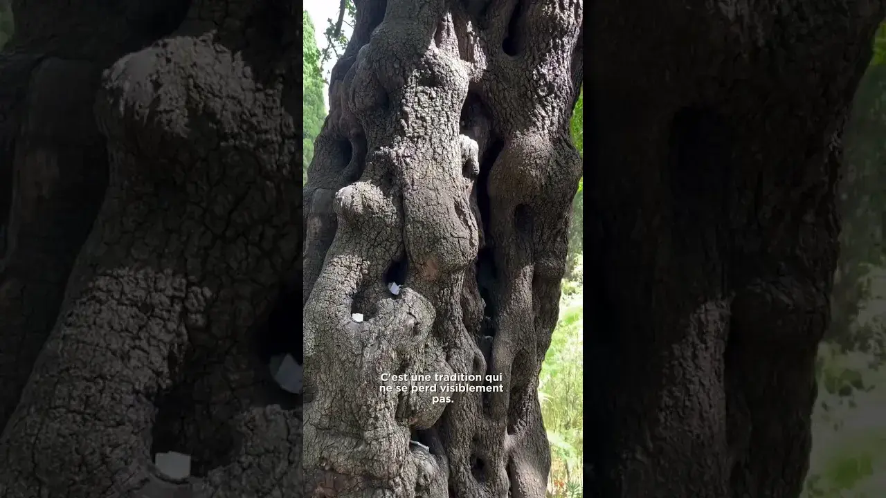 Les anecdotes de Montpellier : l'arbre à vœux du Jardin des Plantes