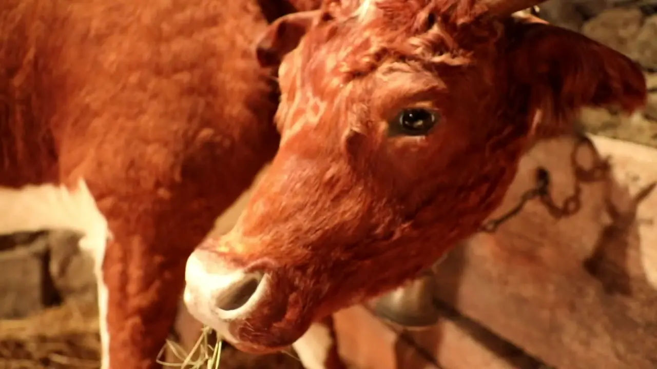 scénomusée la toinette et julien