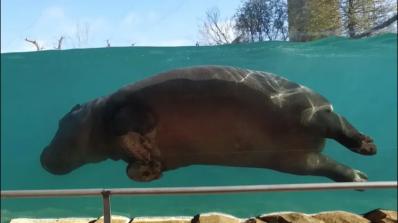 La danse des hippos
