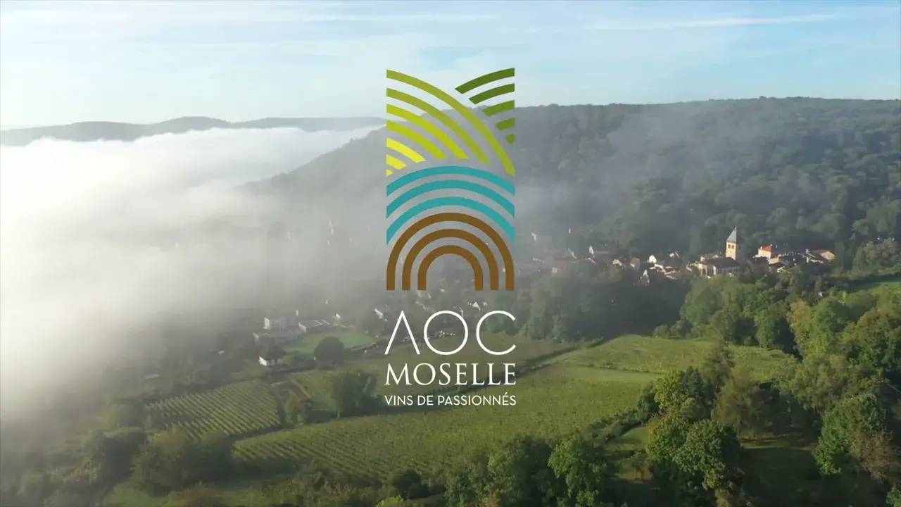 AOC Moselle   vendanges 2021