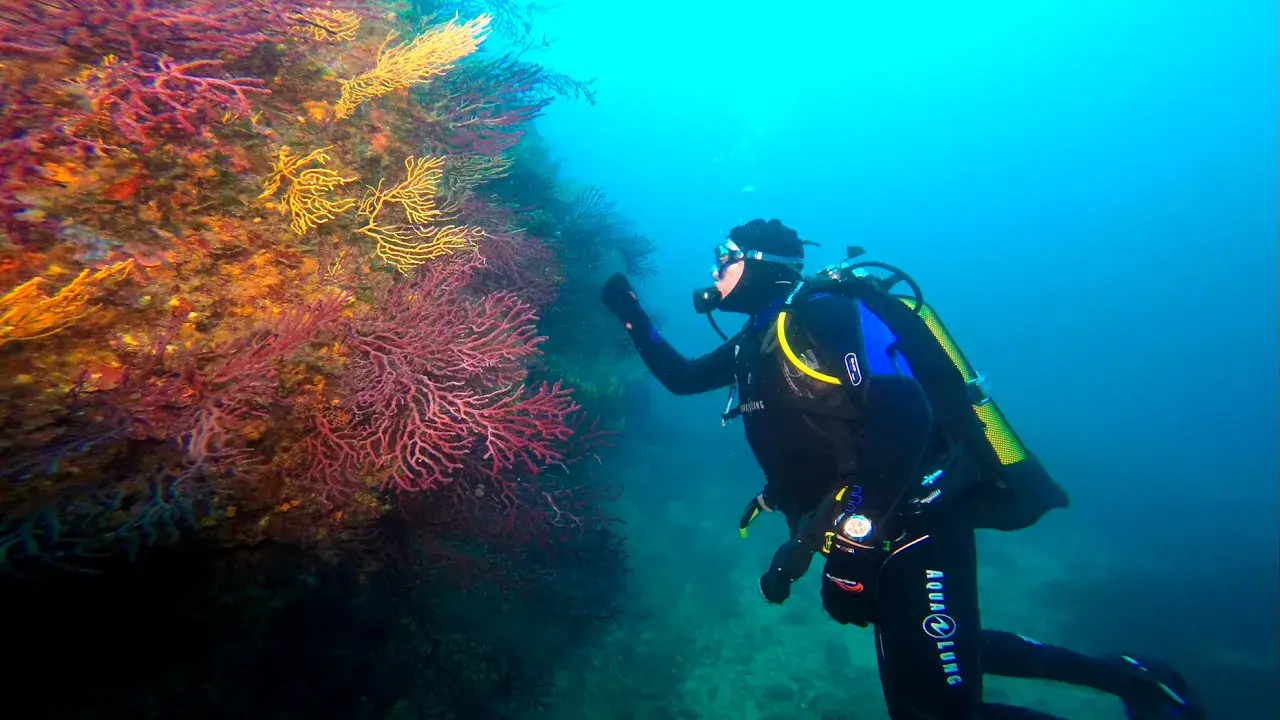 une plongée sur l'île de la fourmigue