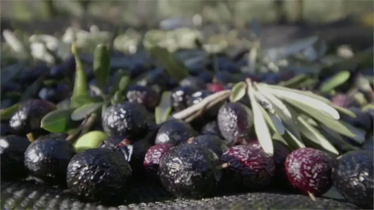 moulin à huile de barbentane - film de présentation des activités
