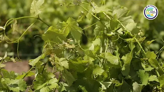 c du centre 2021 vignoble tevenot