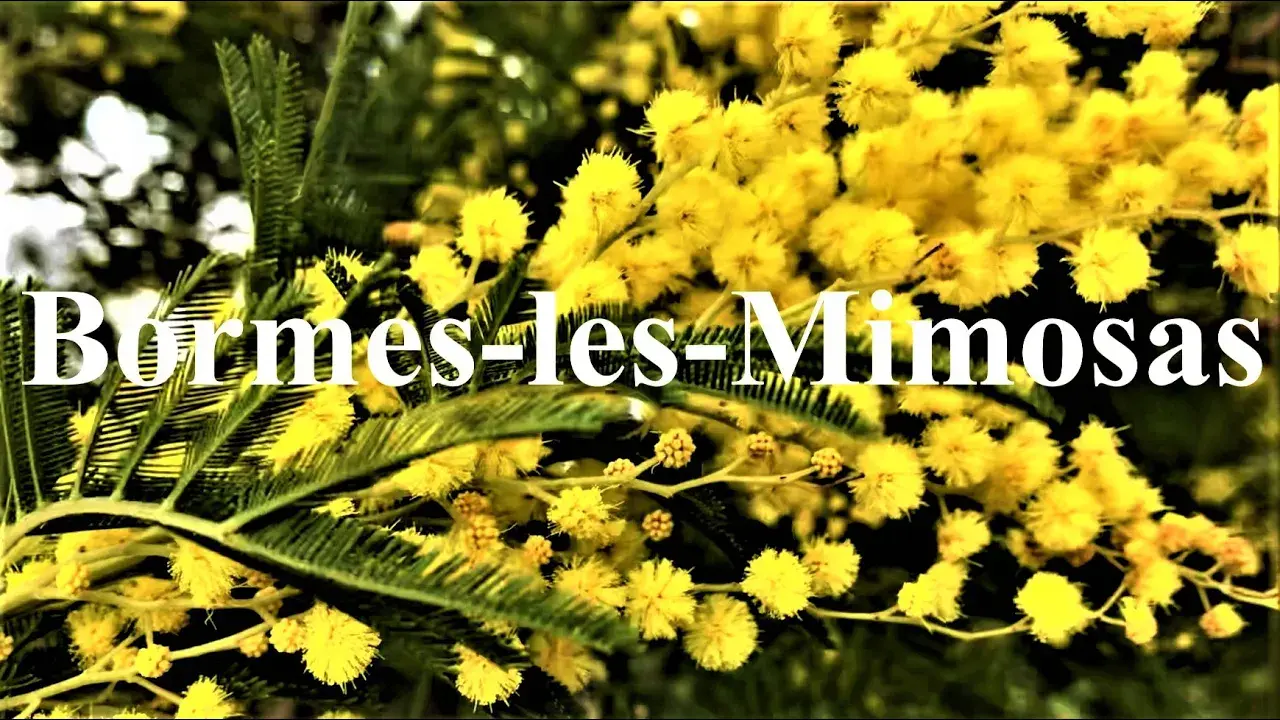 BORMES LES MIMOSAS💐 Village du var - french riviera - Côte d'azur