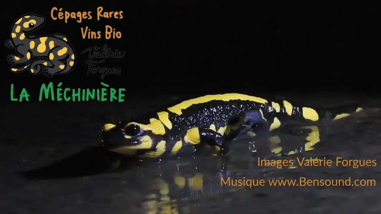 Domaine de la Méchinière