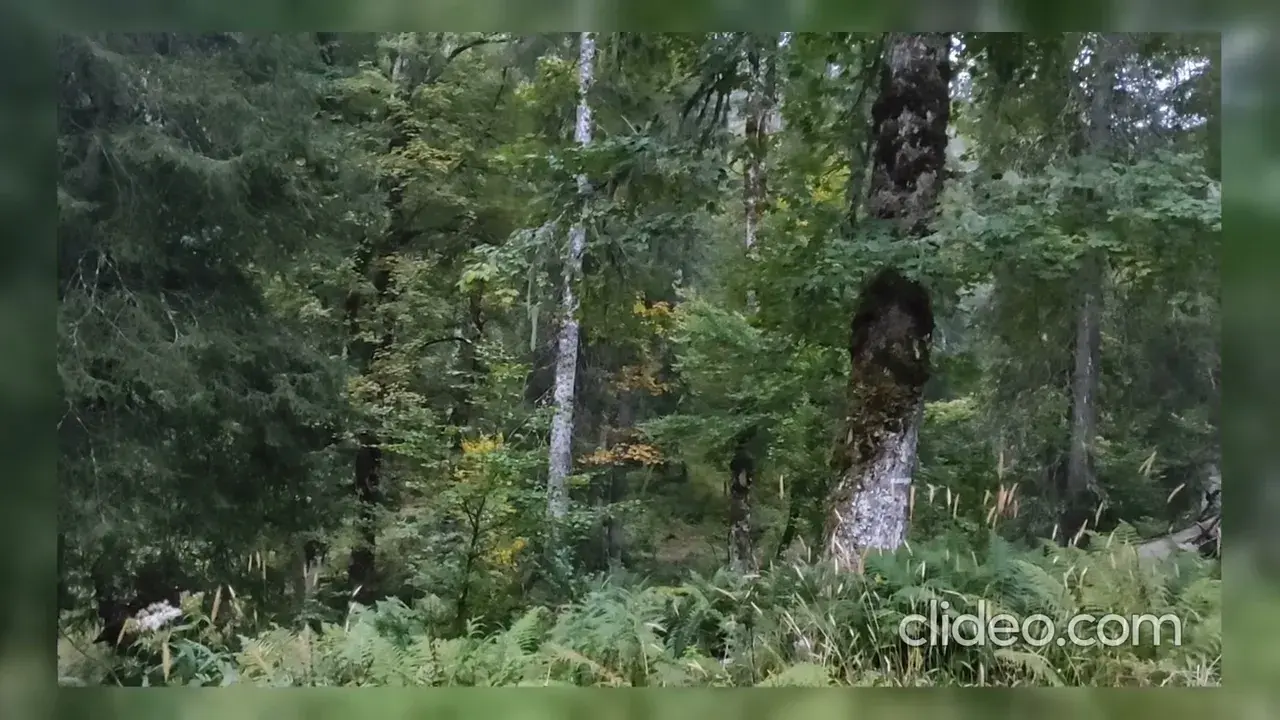 Brame du cerf - octobre 2021