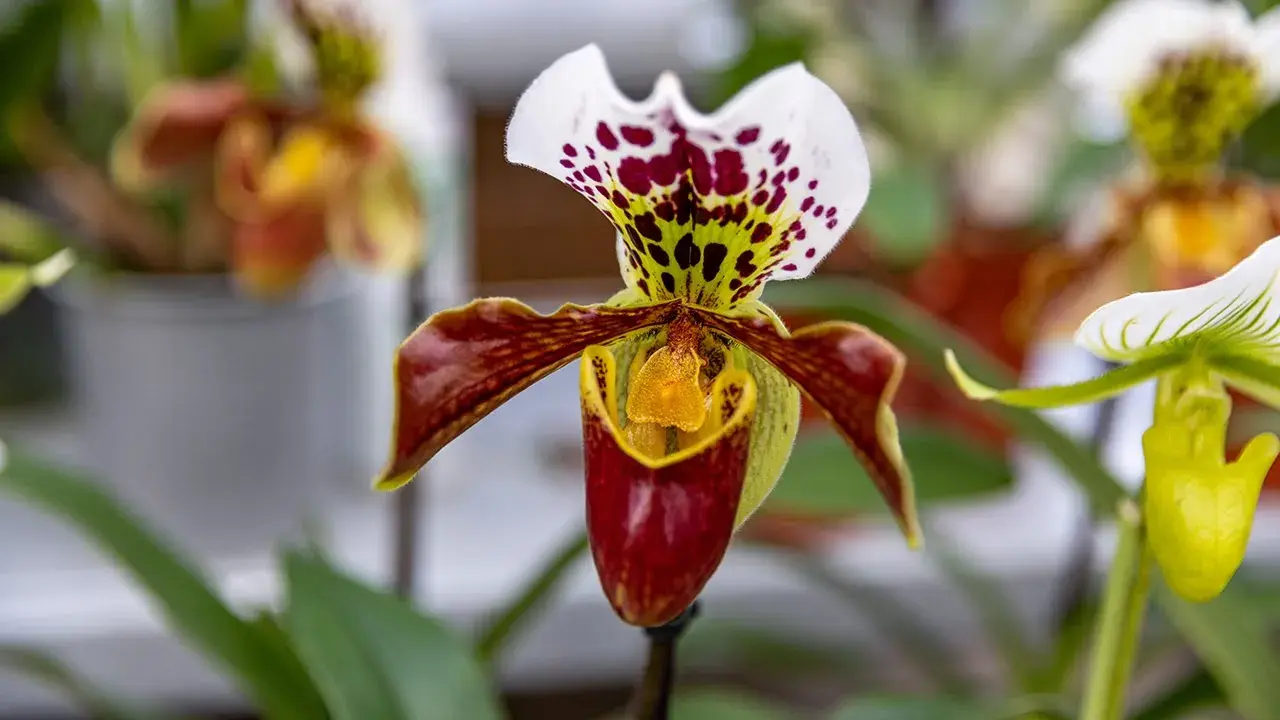 les orchidées vacherot